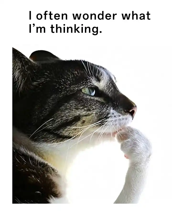 Cat thinking meme wondering own thoughts
