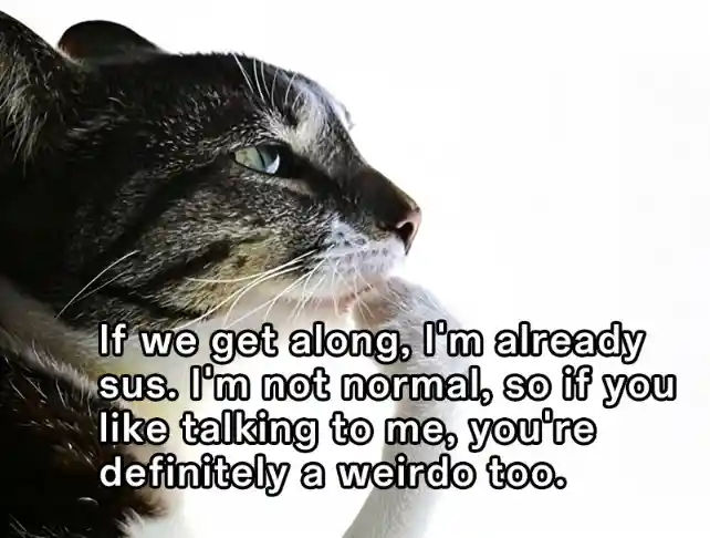 Cat thinking meme know you are a weirdo