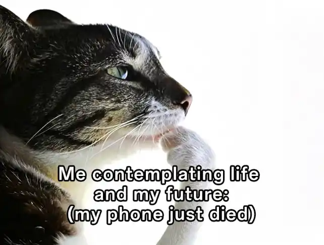 Cat thinking meme pondering life offline