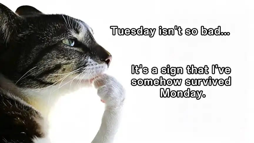 Cat thinking meme glad I survived Monday