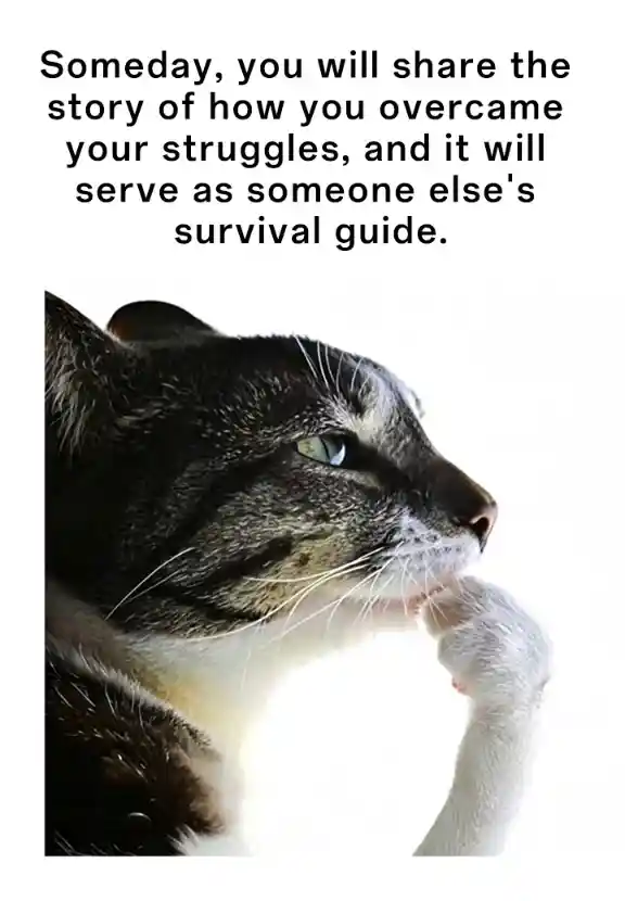 Cat thinking meme reflecting on struggles