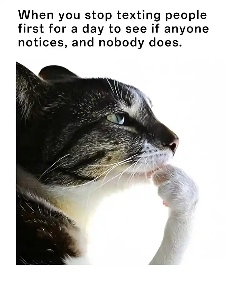 Cat thinking meme sad no one texts you