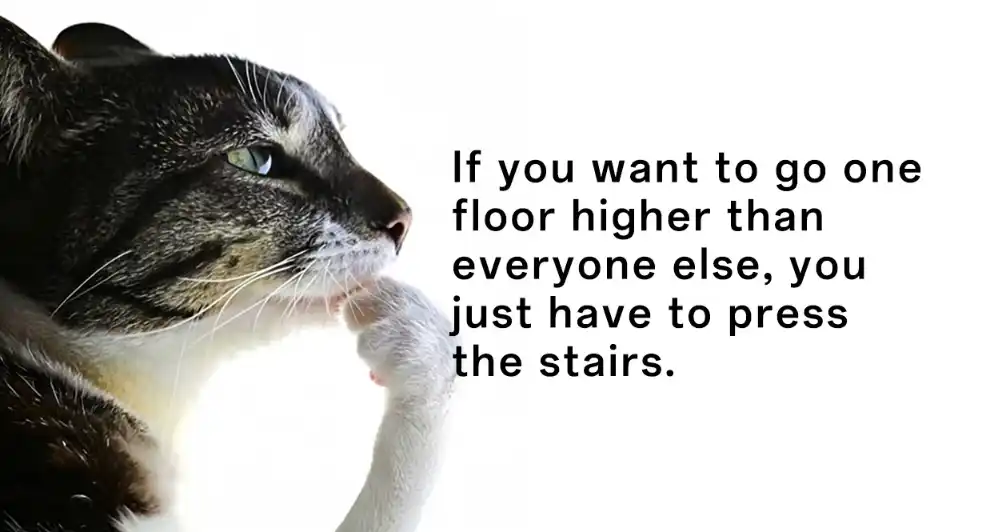 Cat thinking meme dumb life hack for higher floor
