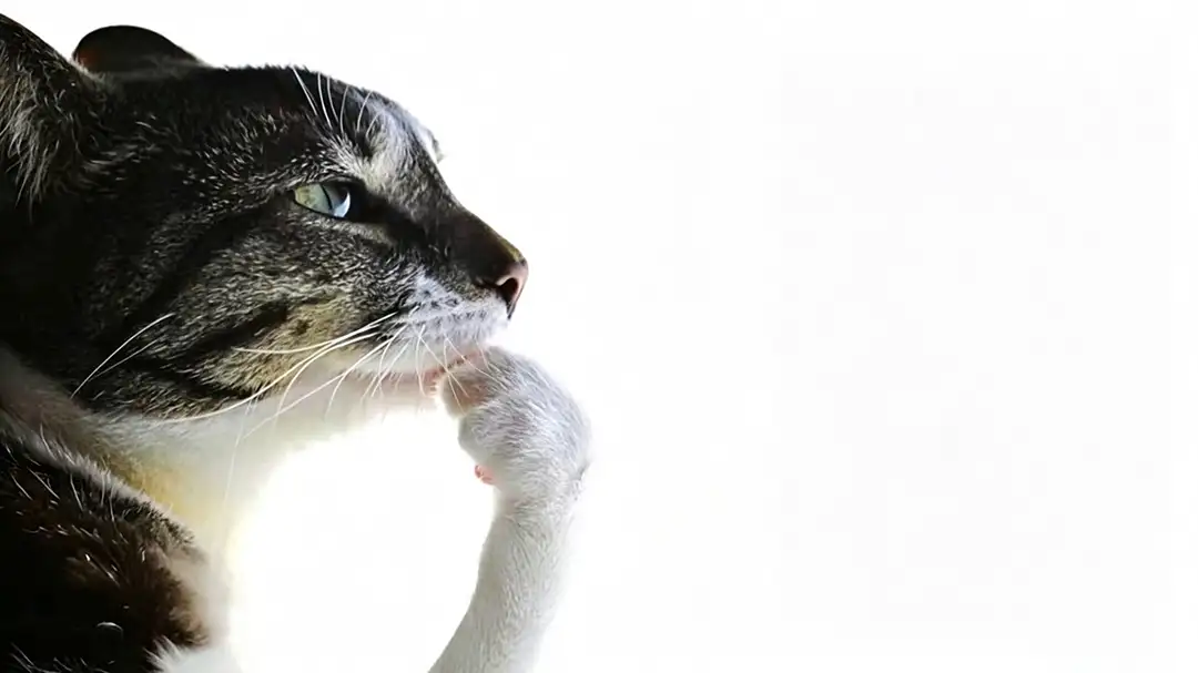 Cat thinking meme template