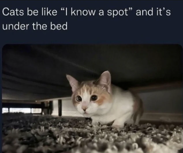 Cat hiding under bed meme, sneaky cozy spot