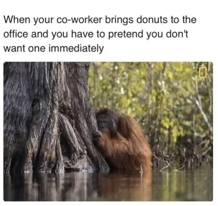 Coworker donuts meme hiding pretend not eager