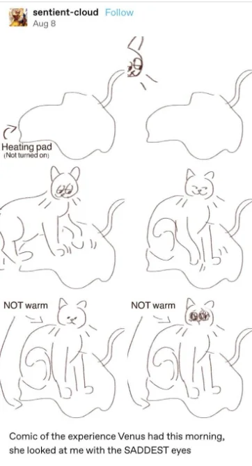 Cat on unpowered heating pad meme looking sad when it is not warm