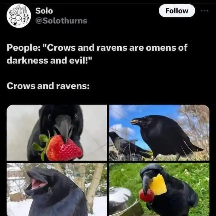Crows and ravens meme eating various fruits