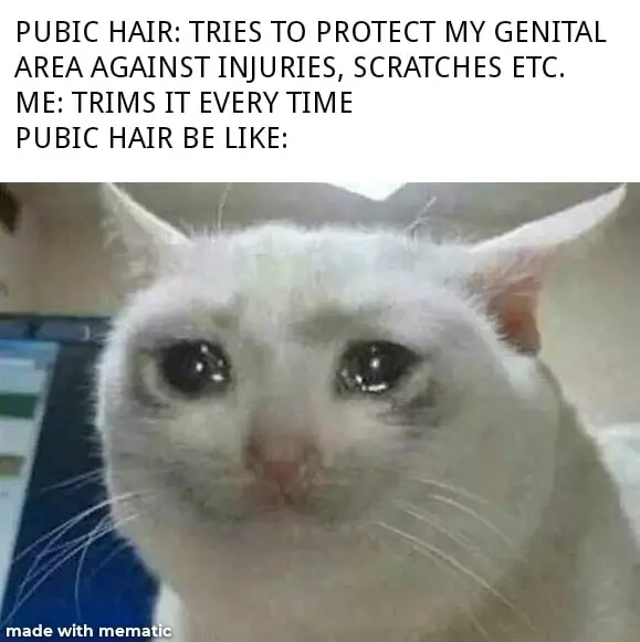 Crying cat meme sad after trimmed every time