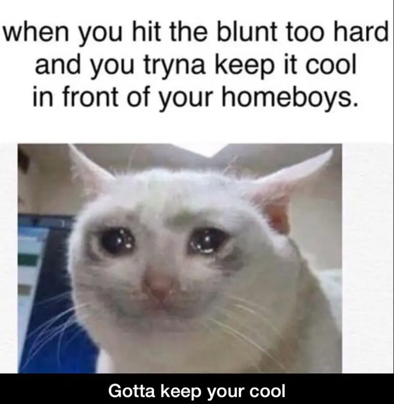 Crying cat meme keeping cool around homies