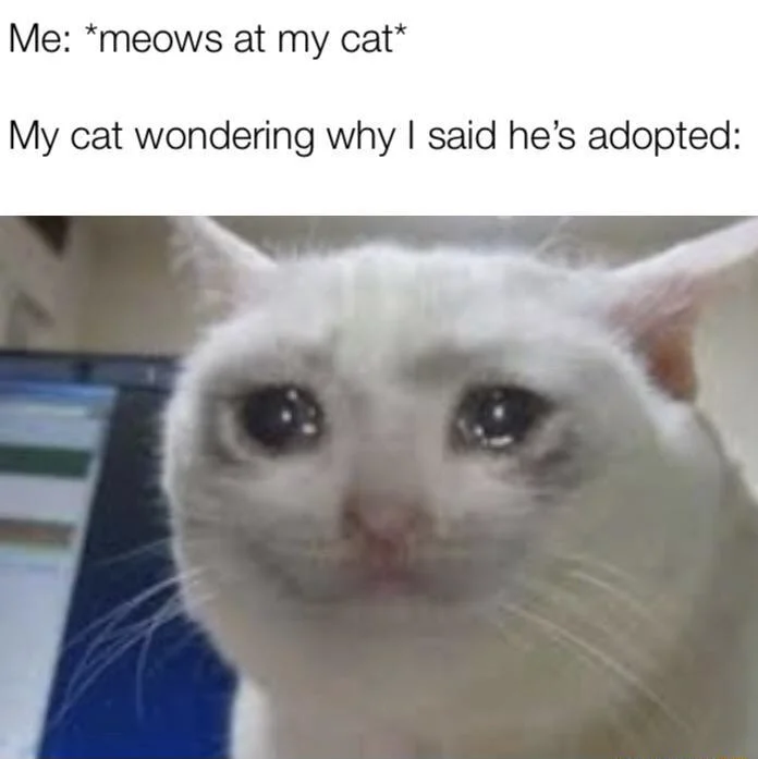 Crying cat meme upset thinking he is adopted