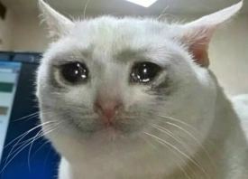 Crying cat meme template