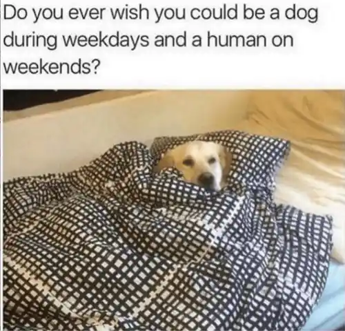 Weekday dog weekend human meme dog wrapped in blanket