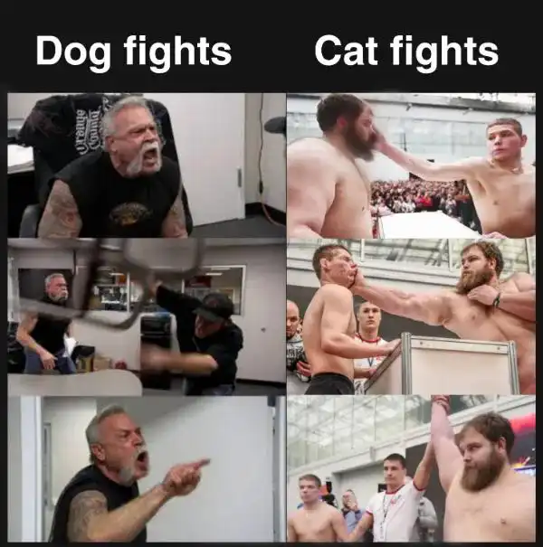 Dog vs cat fights meme comparing fight styles