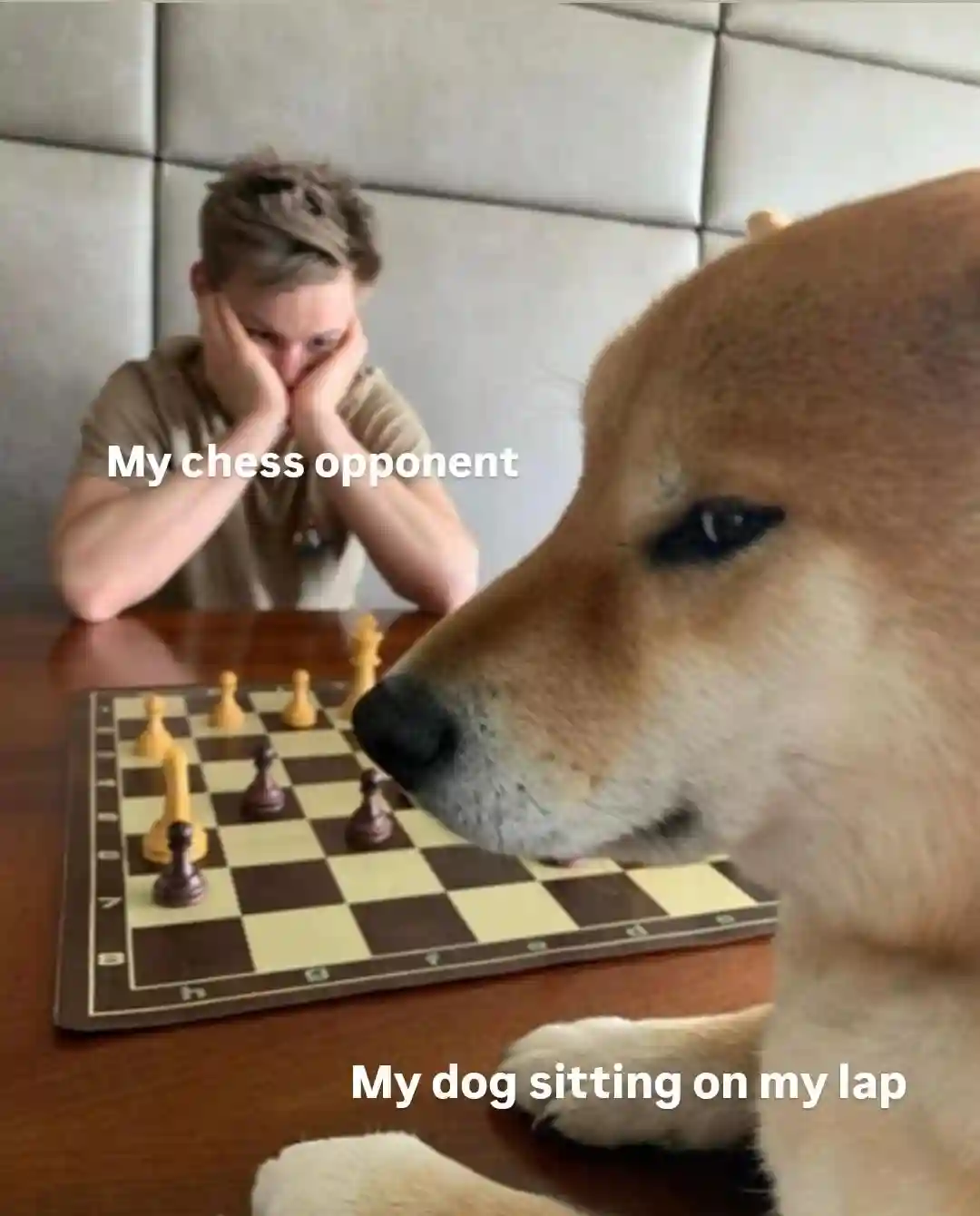 Dog playing chess meme beats stressed rival