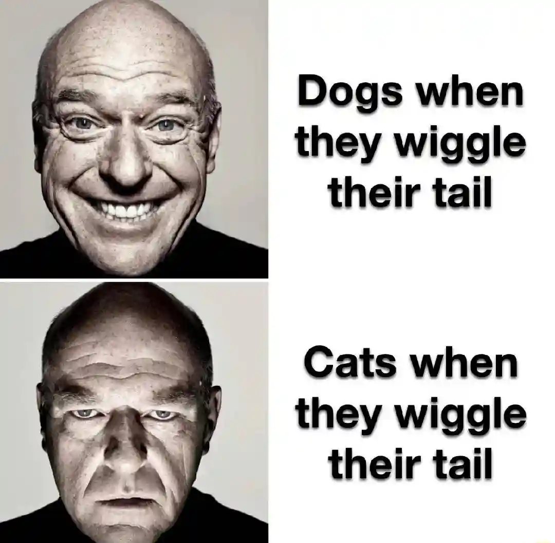 Dogs and cats tail wiggle meme happy stern face