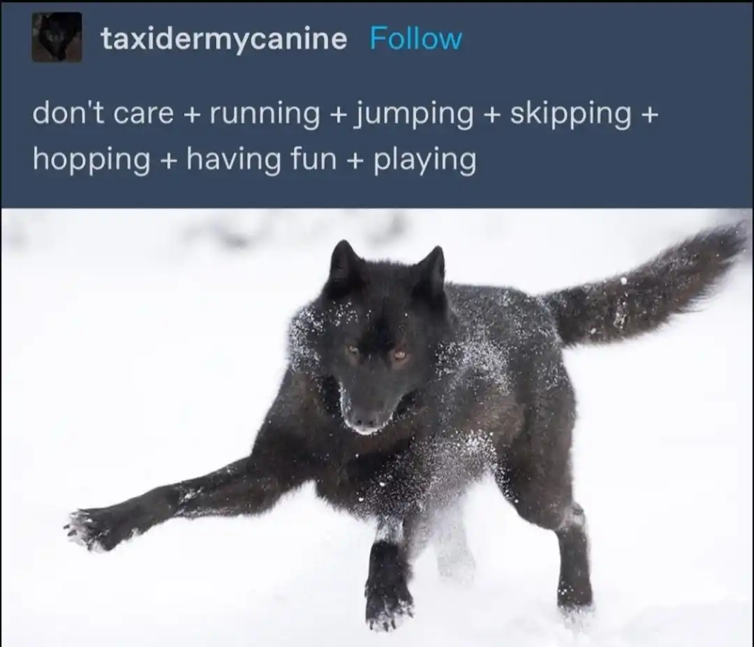 Carefree black wolf meme playing in snow