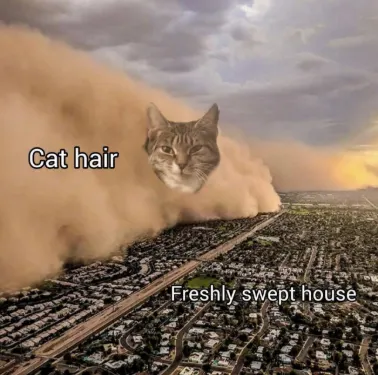 Dust storm dog meme cat hair hits swept house