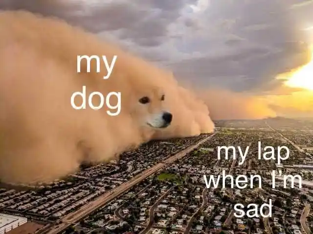 Dust storm dog meme covers lap when I'm sad