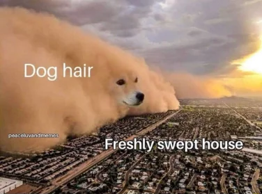Dust storm dog meme hits freshly swept house