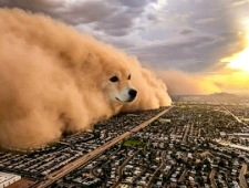 Dust storm dog meme template