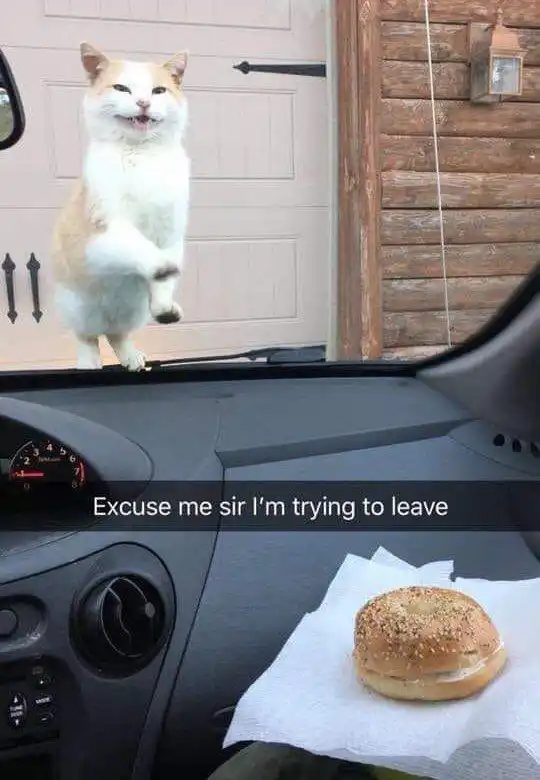 Silly Cat meme blocking car from leaving