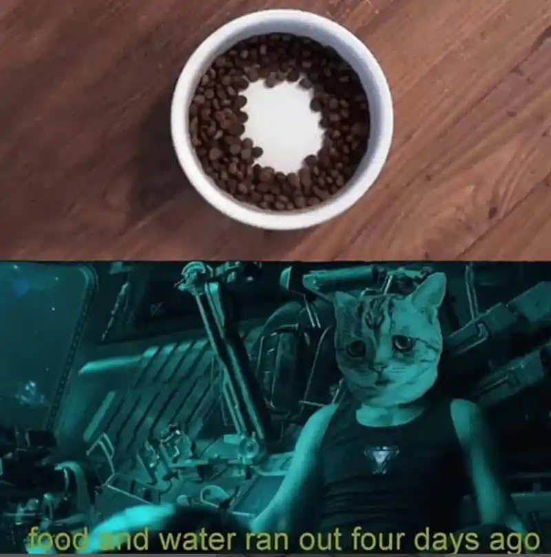 Cat food bowl meme surviving no food 4 days