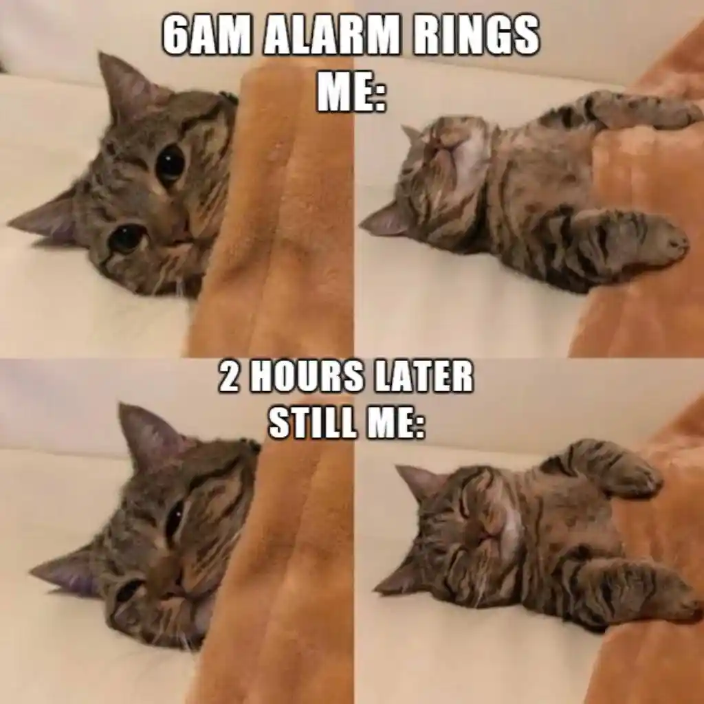 6am alarm cat meme staying in bed after alarm