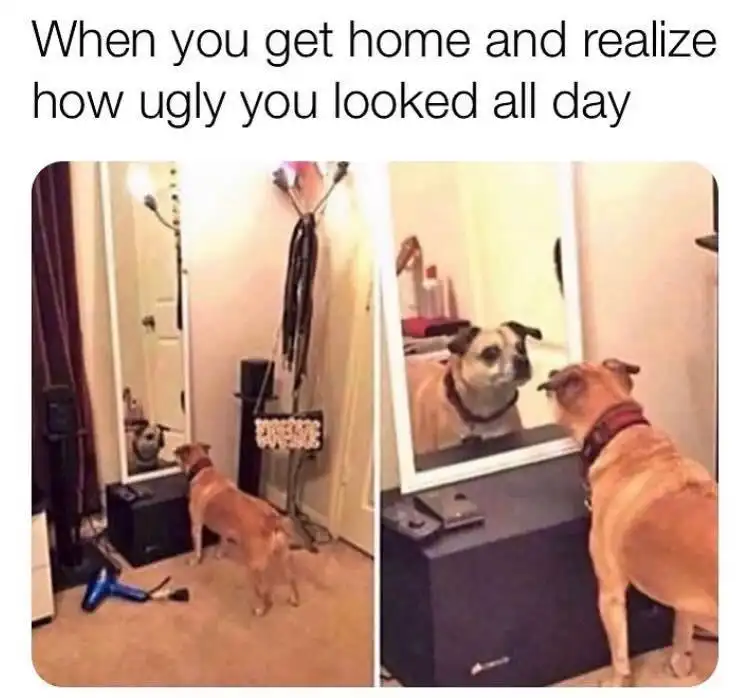Dog mirror meme seeing he was ugly all day