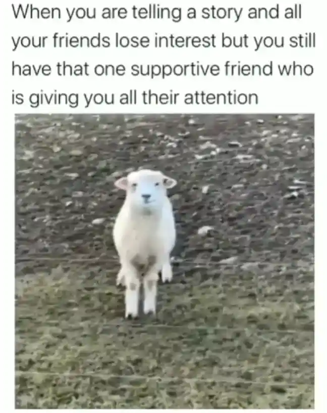 Supportive sheep meme giving attention