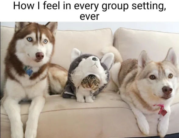 Cat in husky costume between two huskies meme On couch in group setting
