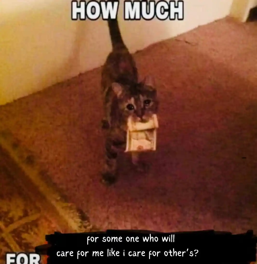 Cat holding cash meme asking someone to care