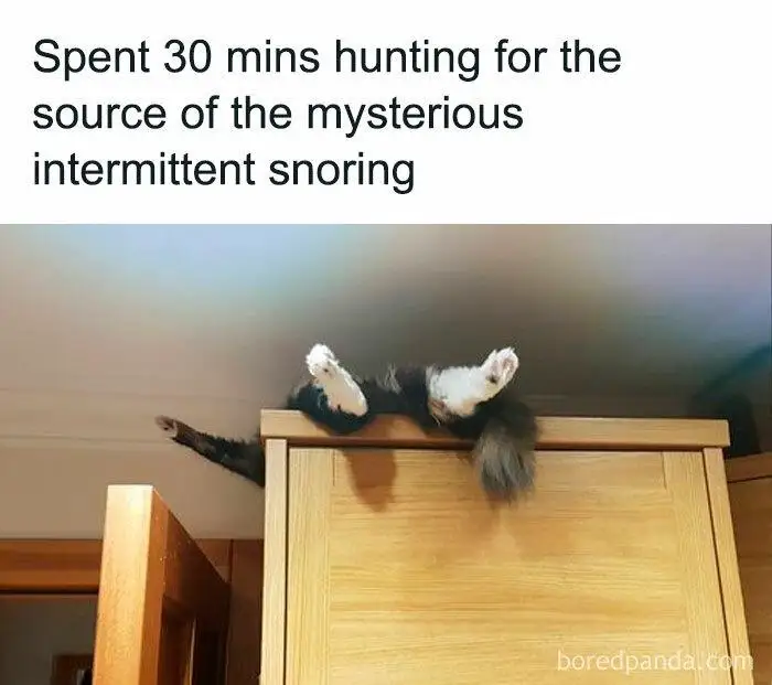 Snoring mystery cat meme lying on cabinet top