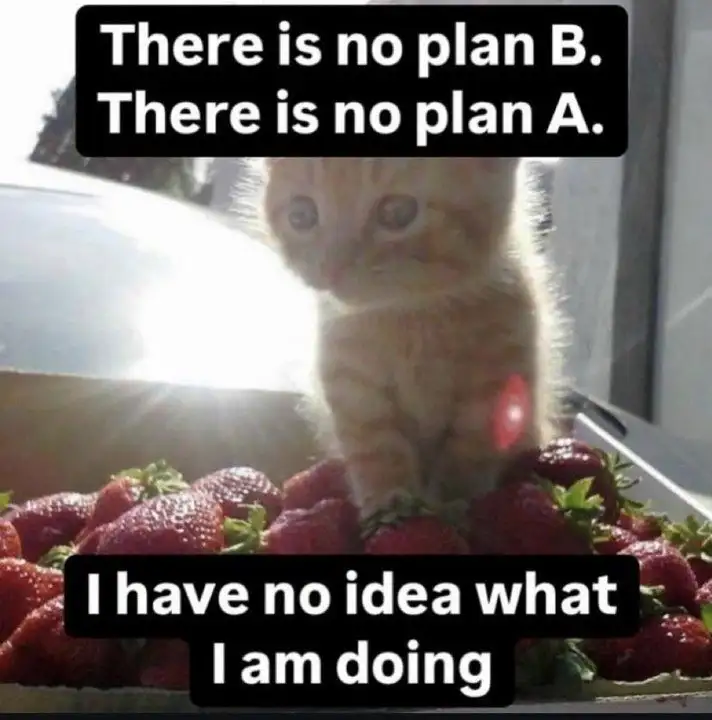 No Plan Cat meme lost on strawberries