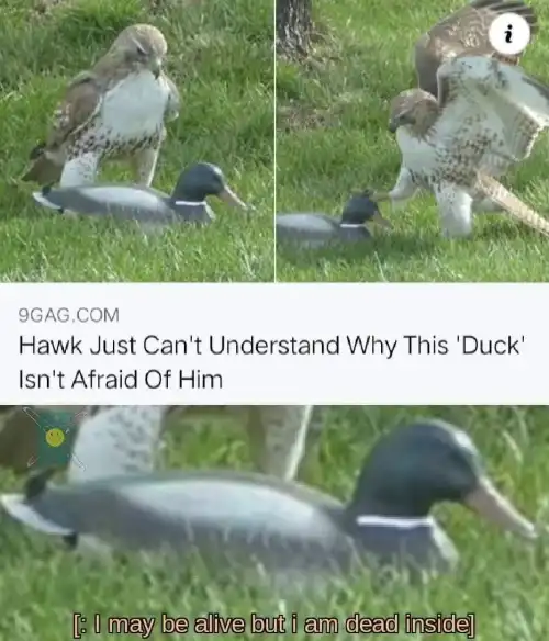 Confused hawk unafraid duck meme, duck dead inside