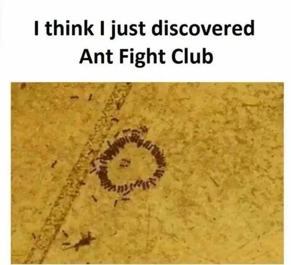 Ant Fight Club meme discovered on dirt ground