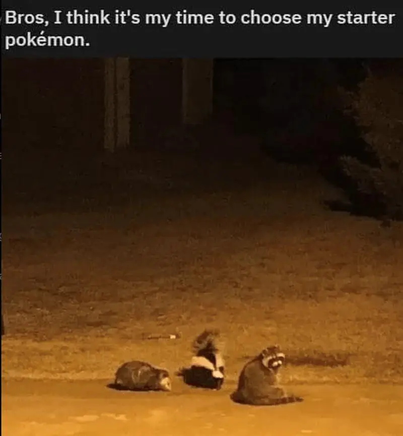 Three wild animals pick starter pokemon meme