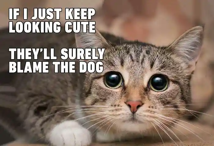 Sneaky cat blame the dog meme pretending to be cute