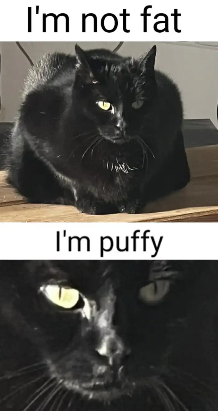 Chonky black cat meme says he's puffy not fat
