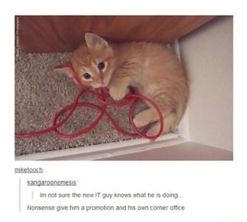 New IT guy meme tangled cat in corner office