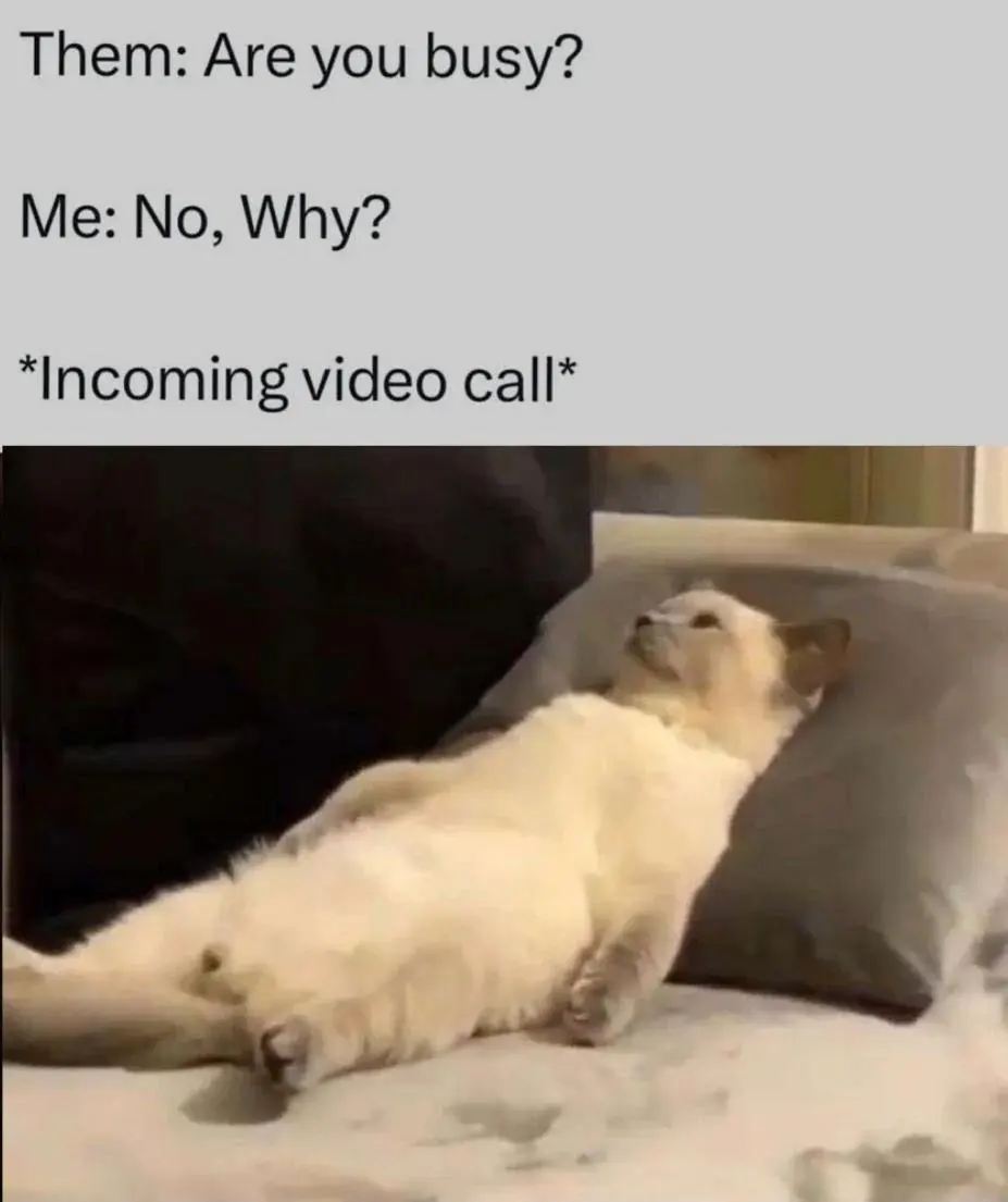 Incoming video call meme cat stunned on couch