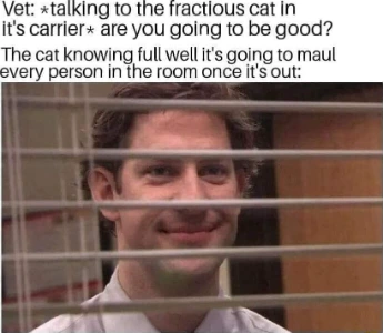 Jim through blinds meme cat waits to maul vet