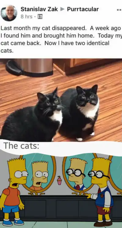 Two identical cats meme confusing their owner