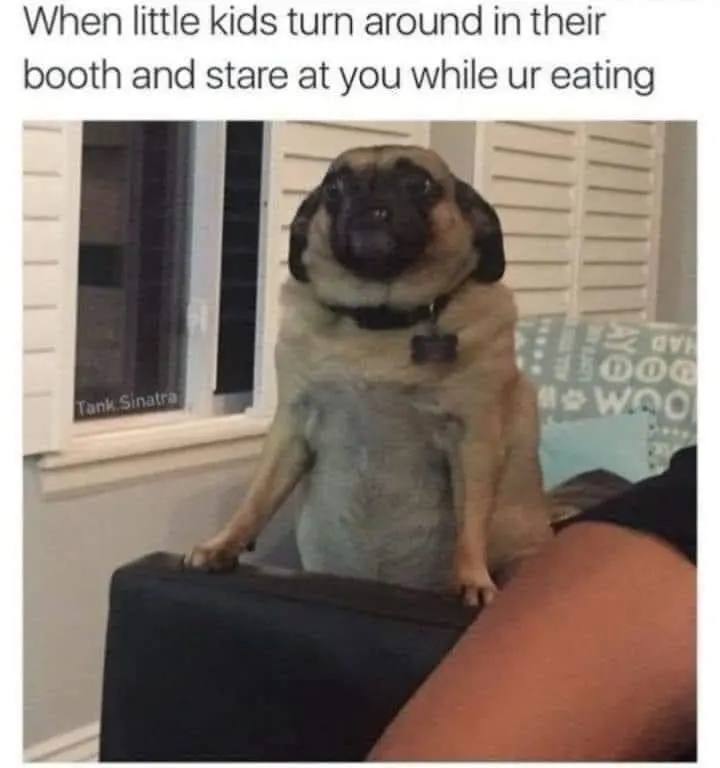 Standing pug meme staring at you while eating