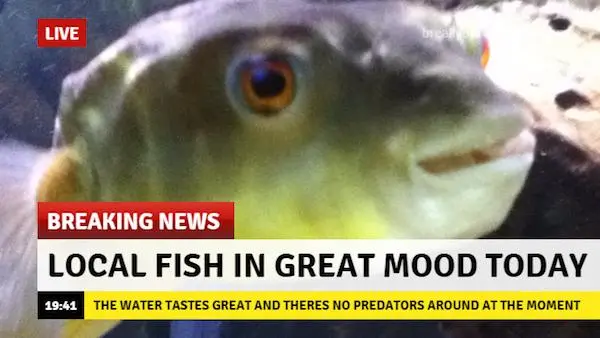 Local fish meme in great mood no predators