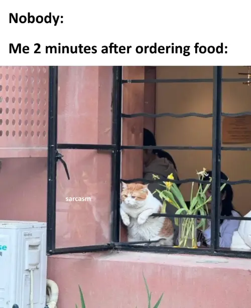 Ordering food meme cat waiting at window