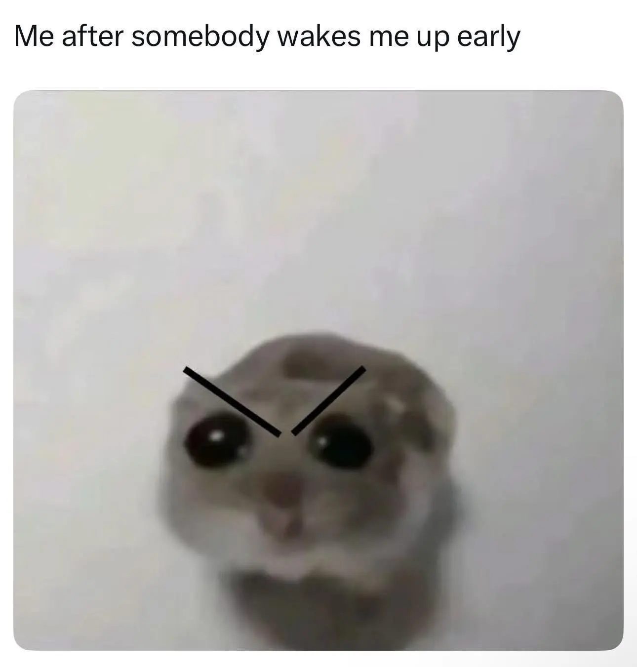 Woken up early meme annoyed sleepy hamster