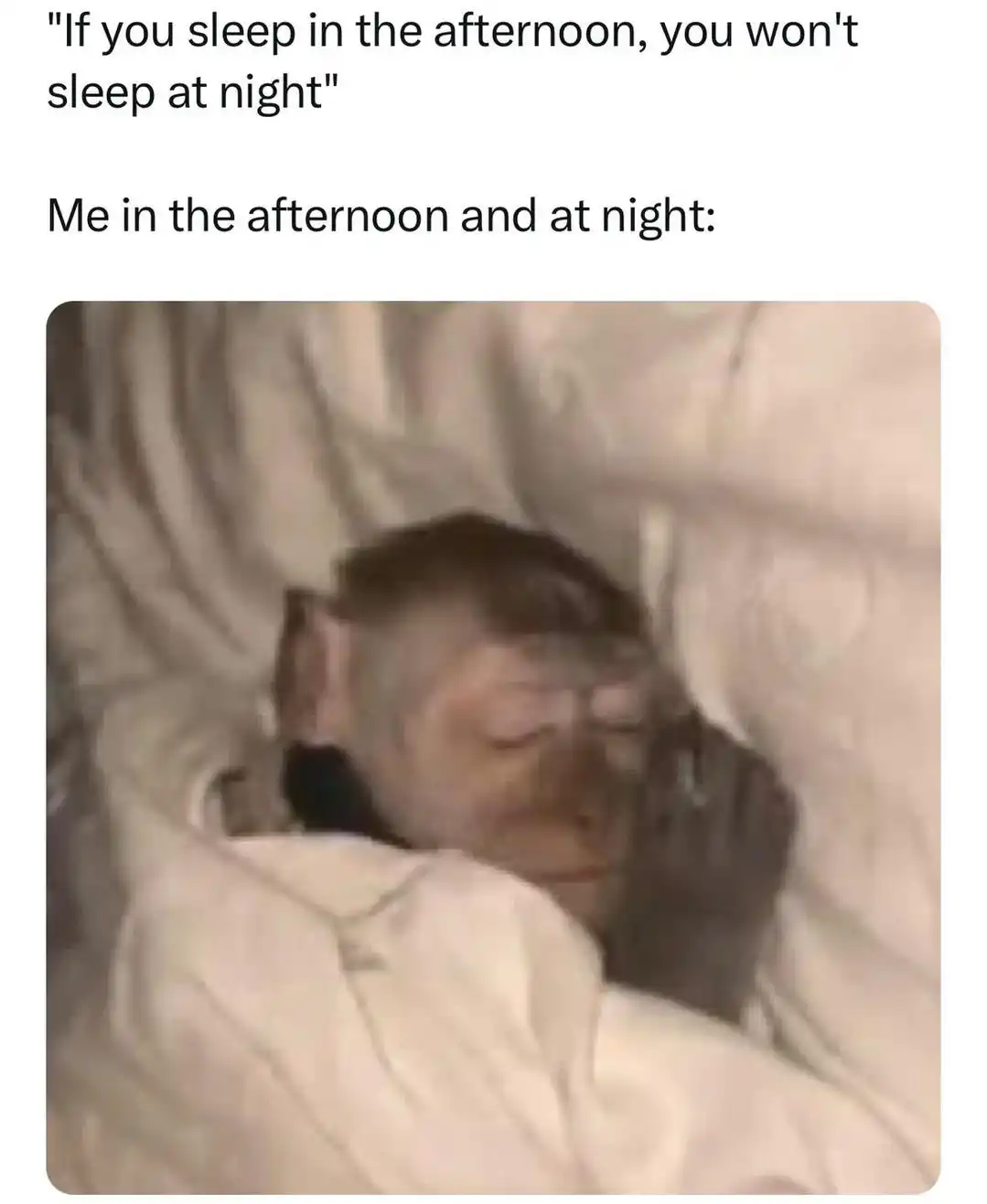 Sleepy Monkey meme sleep day and night