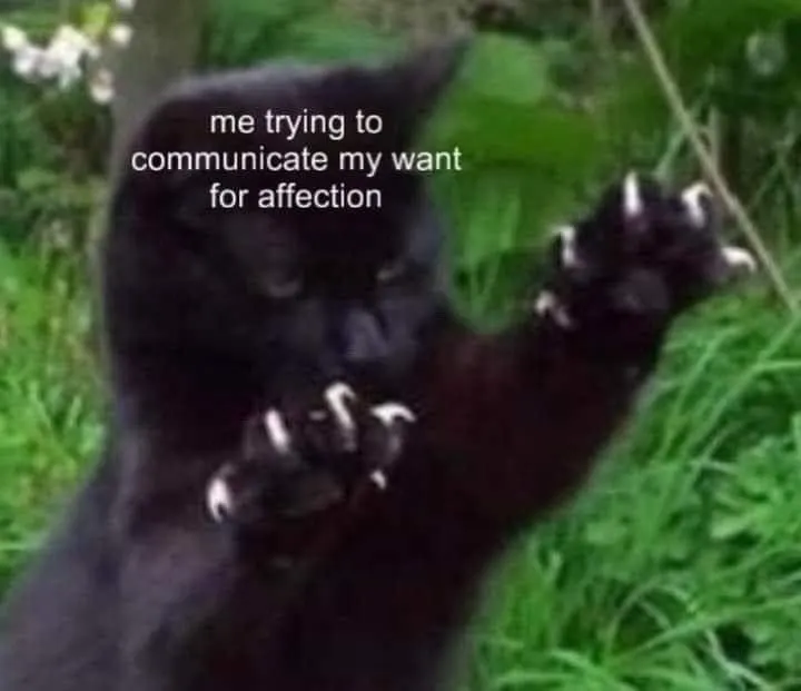 Black Cat meme shyly wanting affection