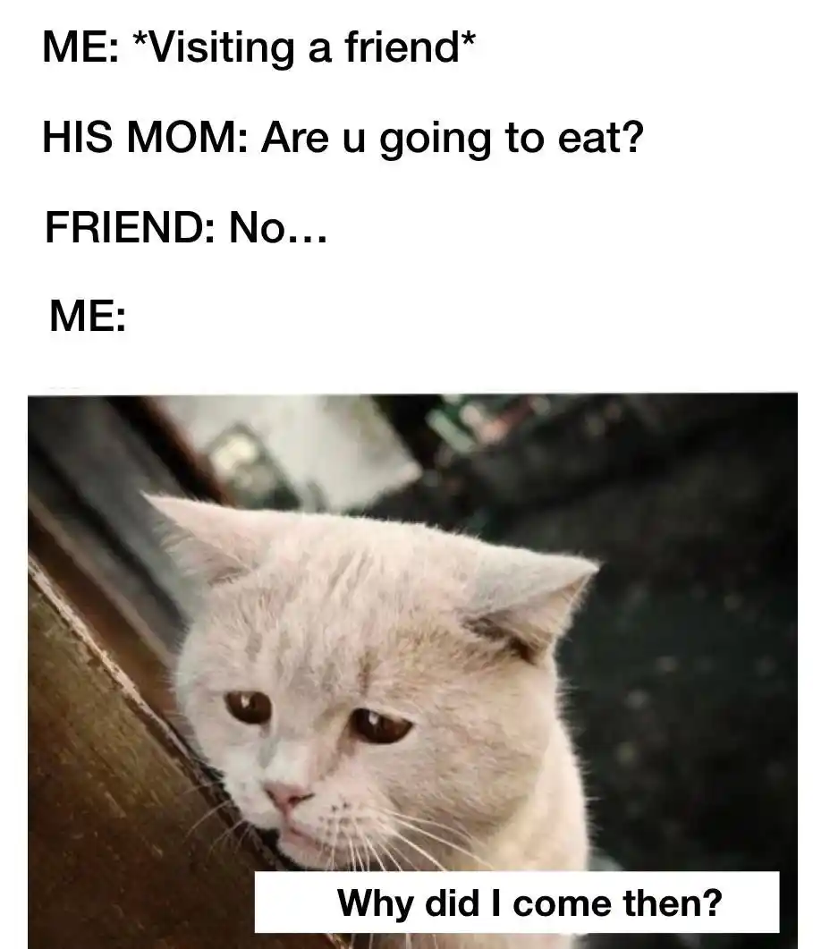 Visiting friend cat meme thinking why he came